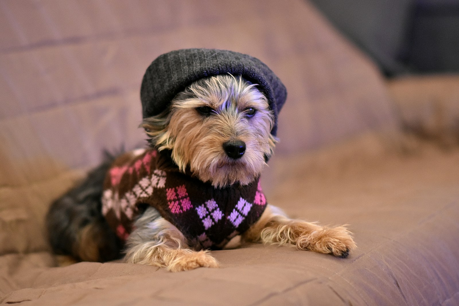 A small dog wearing a hat and sweater